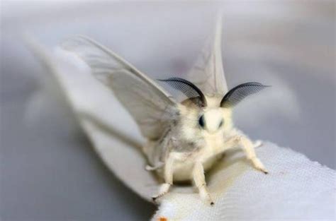 白色飛蛾代表 遠小人